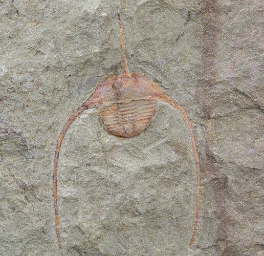 Lonchodomas (Ampyx) Trilobite - Morocco #45069